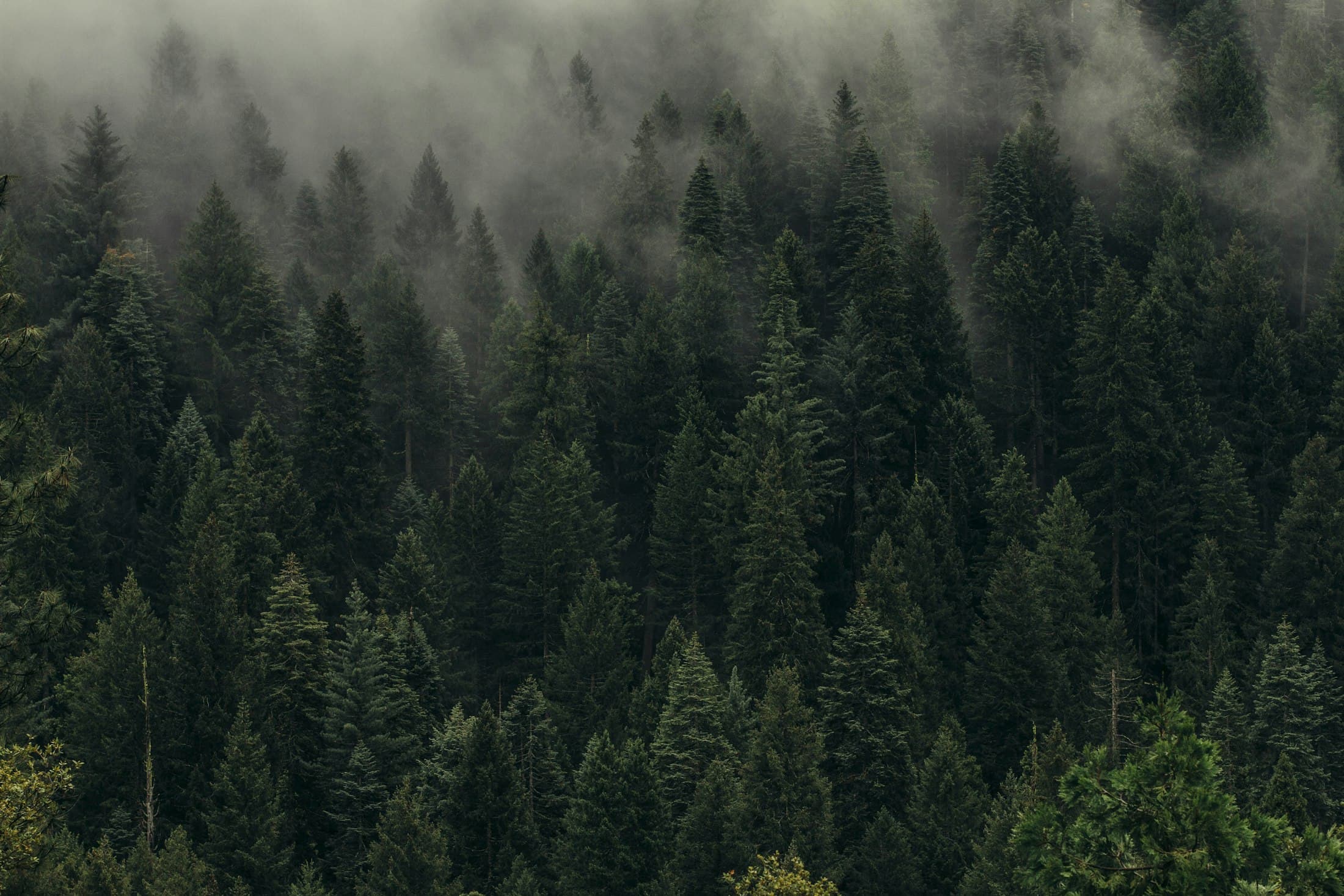 Aerial view of a pine forest in mist